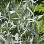 Artemisia ludoviciana plant met zilverachtige bladeren en stengels.