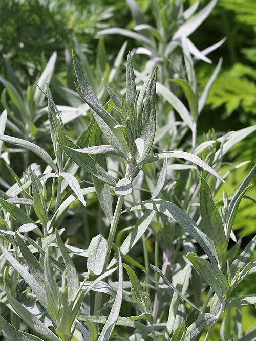 Artemisia ludoviciana plant met zilverachtige bladeren en stengels.