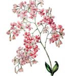 Artorima erubescens plant met groene bladeren en rode nerven.