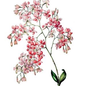 Artorima erubescens plant met groene bladeren en rode nerven.