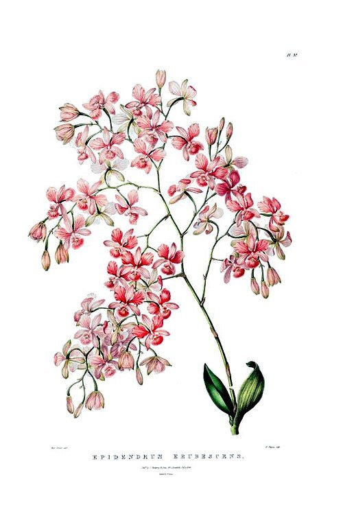 Artorima erubescens plant met groene bladeren en rode nerven.