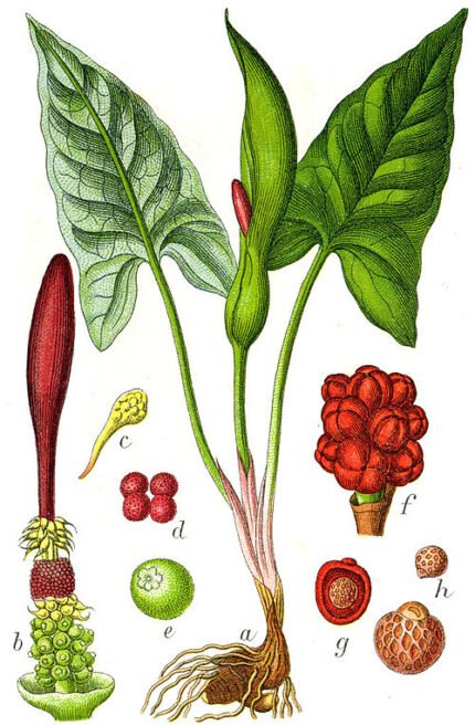 Gevlekte aronskelk met witte vlekken, groene bladeren, groeiend in schaduw op kalkrijke grond.