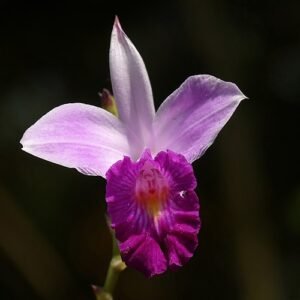 Purple Arundina graminifolia orchid flower in natural setting.