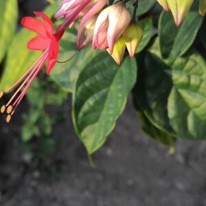 Bloeiende Clerodendrum thomsoniae plant met witte en rode bloemen.