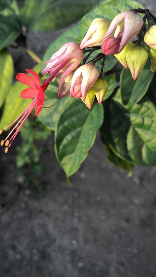 Bloeiende Clerodendrum thomsoniae plant met witte en rode bloemen.