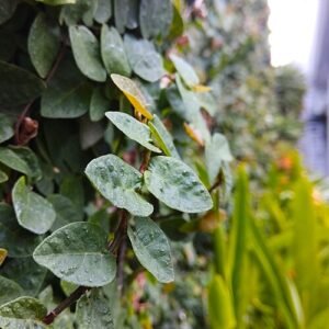 Kruipende vijgplant (Ficus pumila) tegen muur bij hotel Citradream, Cirebon 2019.