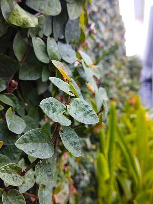 Kruipende vijgplant (Ficus pumila) tegen muur bij hotel Citradream, Cirebon 2019.