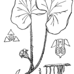 Lineaire tekening van de Asarum canadense plant.