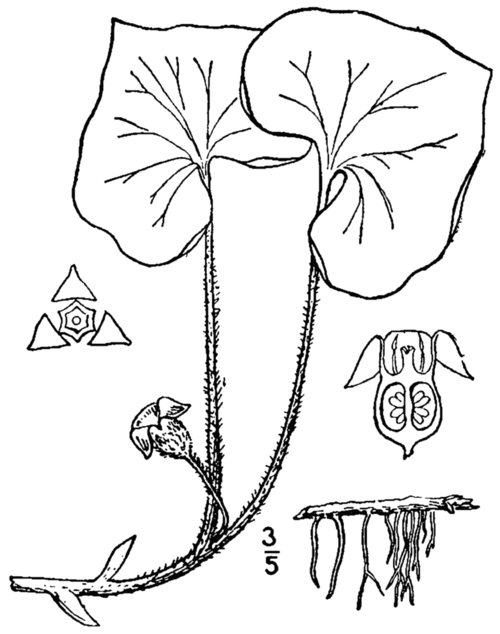 Lineaire tekening van de Asarum canadense plant.