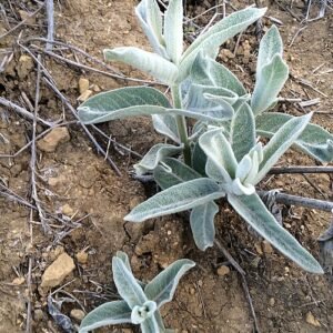 California Milkweed plant with bright green leaves and vibrant orange flowers.
