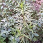 Witte en roze bloemen van Asclepias fascicularis met smalle bladeren.