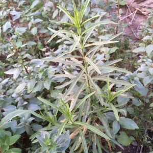 Witte en roze bloemen van Asclepias fascicularis met smalle bladeren.