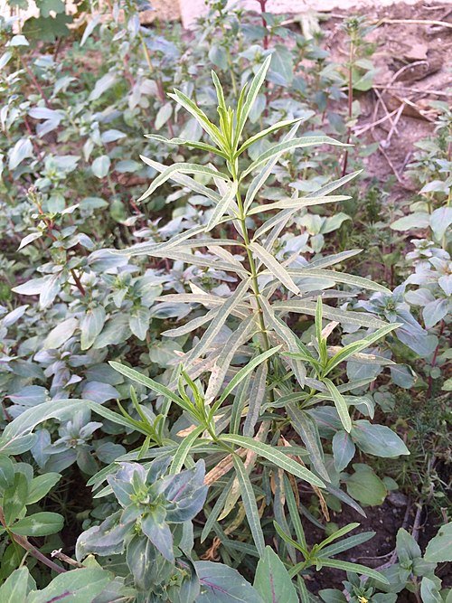 Witte en roze bloemen van Asclepias fascicularis met smalle bladeren.