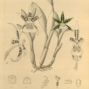 Aspasia lunata orchidee met witte bloemblaadjes en paarse lip op botanische illustratie.