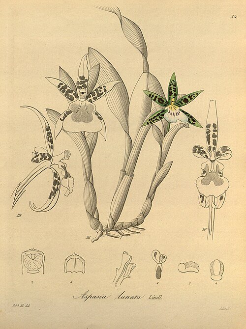 Aspasia lunata orchidee met witte bloemblaadjes en paarse lip op botanische illustratie.