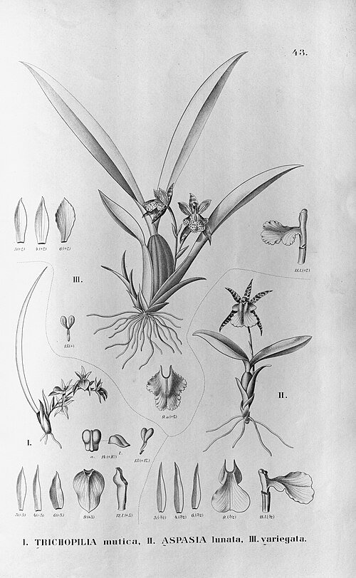 Mooie witte en paarse Aspasia variegata orchidee bloem.