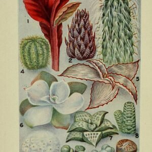 Haworthia coarctata succulent plant with clustered leaves in close-up view.