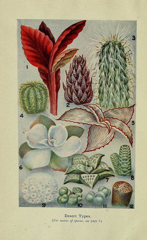 Haworthia coarctata succulent plant with clustered leaves in close-up view.