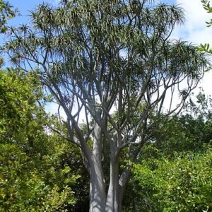 Grote boomachtige Aloidendron barberae met groene bladeren en dikke stam.