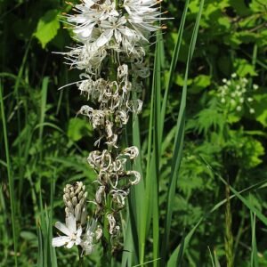 Witte Asphodelus albus bloem in close-up.