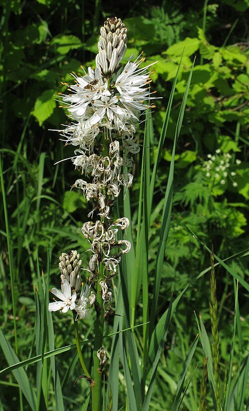 Witte Asphodelus albus bloem in close-up.