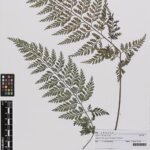 Asplenium gracillimum varenblad met delicate bladeren in groen en bruin.