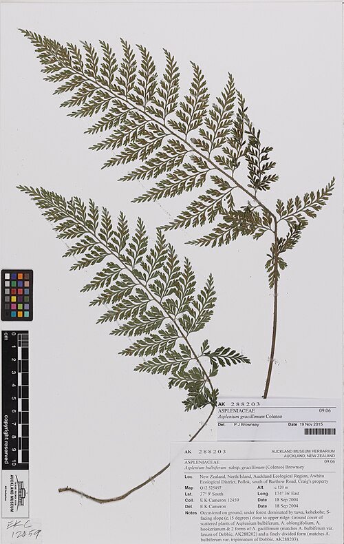 Asplenium gracillimum varenblad met delicate bladeren in groen en bruin.