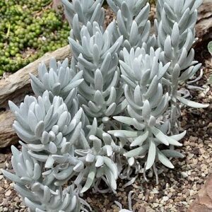 Caputia tomentosa plant met zilverachtige bladeren en gele bloemen.