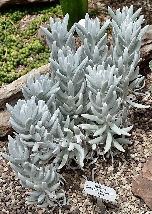 Caputia tomentosa plant met zilverachtige bladeren en gele bloemen.