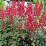 Astilbe × arendsii met roze pluimvormige bloemen en groen blad.
