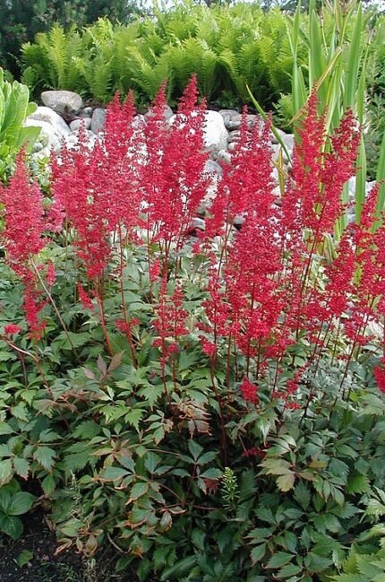 Astilbe × arendsii met roze pluimvormige bloemen en groen blad.