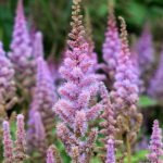 Astilbe chinensis bloeiende plant in De Kruidhof-tuin.