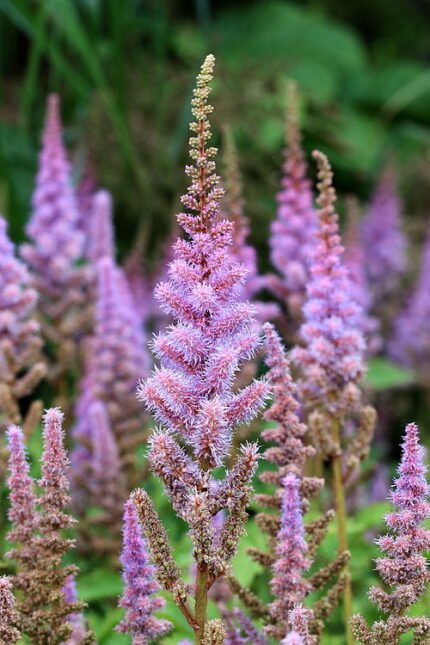 Astilbe chinensis bloeiende plant in De Kruidhof-tuin.