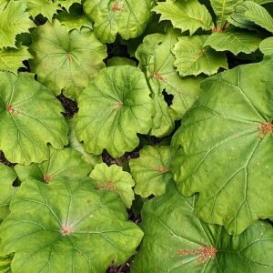 Astilboides plant met brede bladeren en groene tinten.