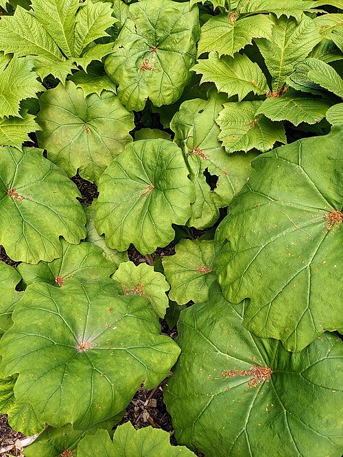 Astilboides plant met brede bladeren en groene tinten.