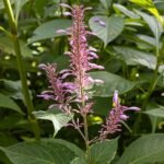 Rood bloeiende Odontonema callistachyum plant in tuin.