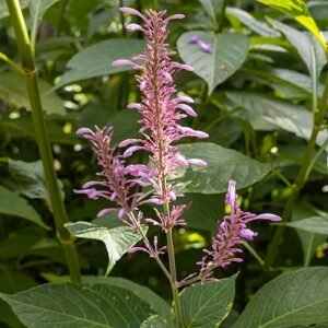 Rood bloeiende Odontonema callistachyum plant in tuin.
