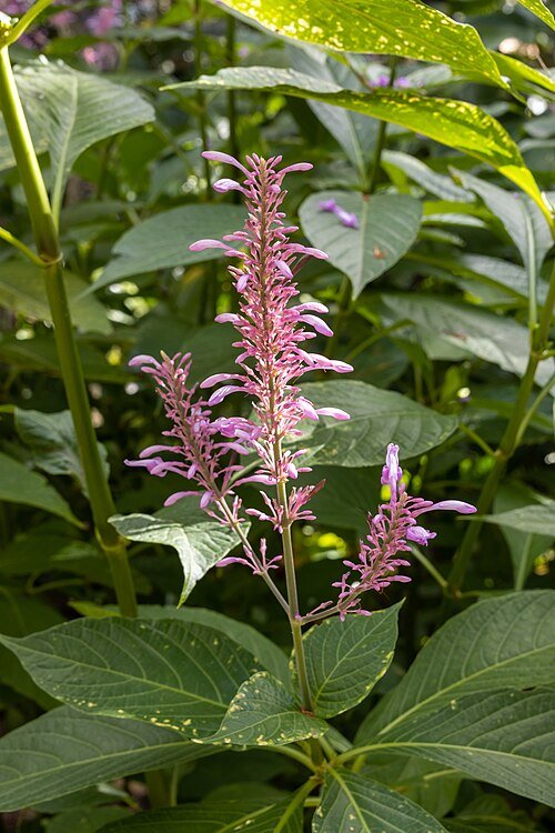Rood bloeiende Odontonema callistachyum plant in tuin.