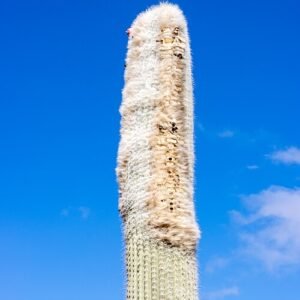 Bloeiende Mitrocereus cactus omringd door groene bladeren in Jardin de Cactus.