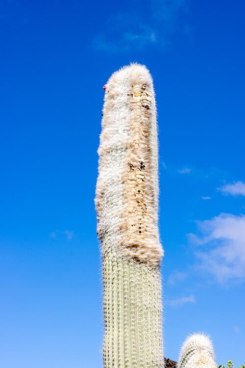 Bloeiende Mitrocereus cactus omringd door groene bladeren in Jardin de Cactus.