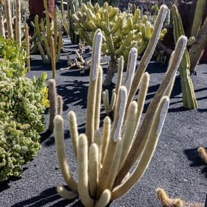Zeldzame Micranthocereus albicephalus cactus met lange stengels en witte doornen.