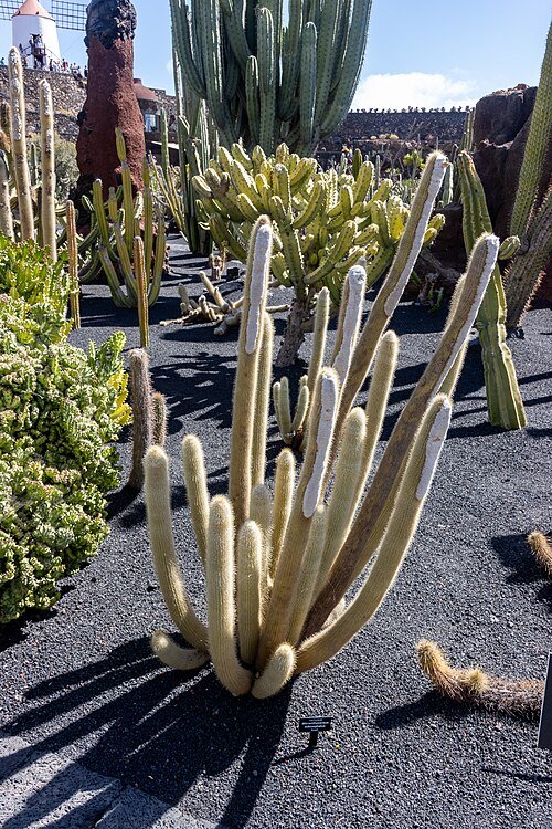 Zeldzame Micranthocereus albicephalus cactus met lange stengels en witte doornen.