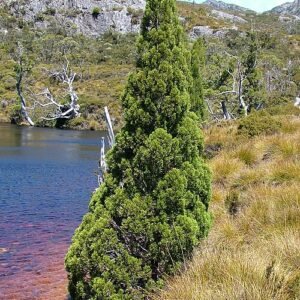 Athrotaxis cupressoides boom met groenachtige naalden en kegelvormige vruchten.