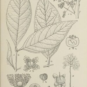 Botanische illustratie van Myrceugenia obtusa, met gedetailleerde bladtekening.