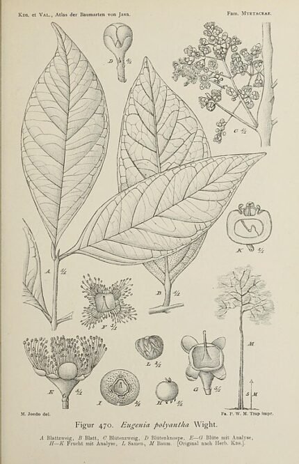 Botanische illustratie van Myrceugenia obtusa, met gedetailleerde bladtekening.