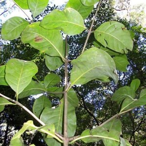 Klein Atractocarpus benthamianus-boom met groene bladeren en stam.
