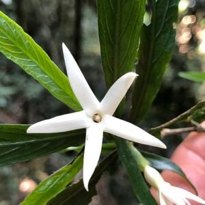 Atractocarpus chartaceus plant met groen blad en witte bloemen.