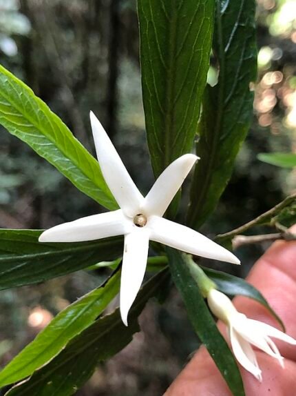 Atractocarpus chartaceus plant met groen blad en witte bloemen.