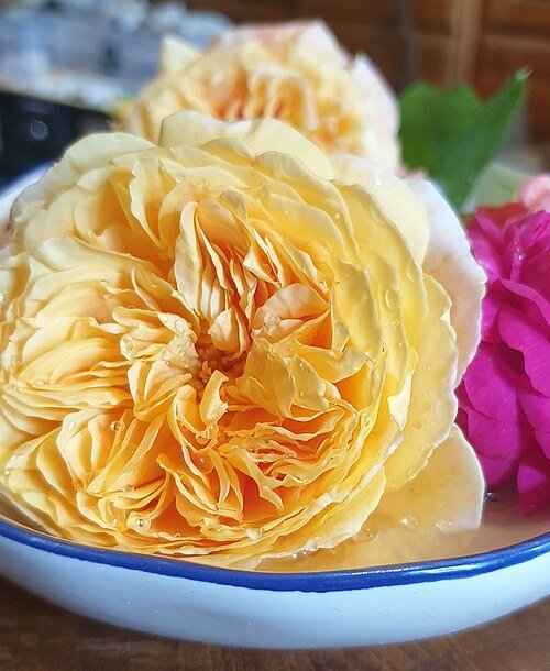 Roze Klimroos met prinses Margarete bloemblaadjes.