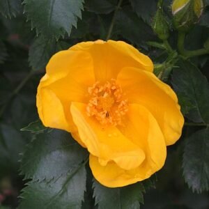 Gele Rosa foetida bloemen met groen blad in zonnig Madrid.